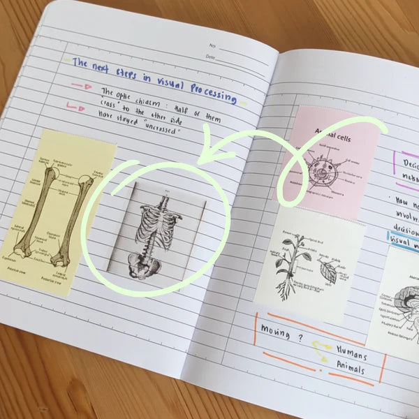 Transparent Pod Rolls™